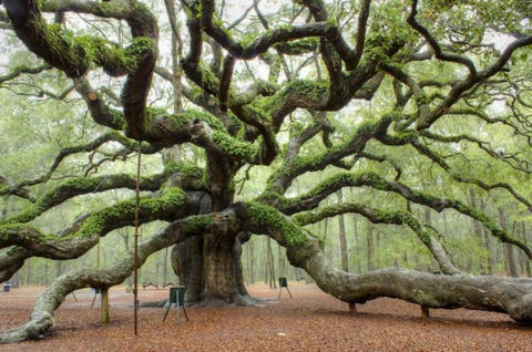 The angel oak