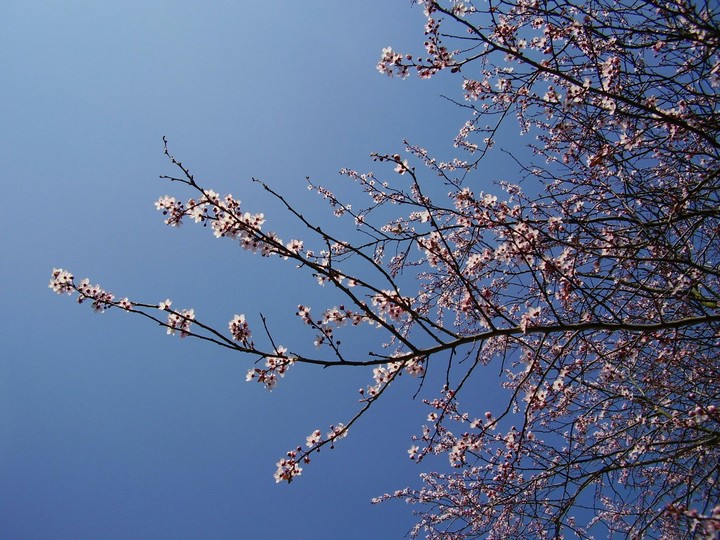 Cherry Blossoms in Spring