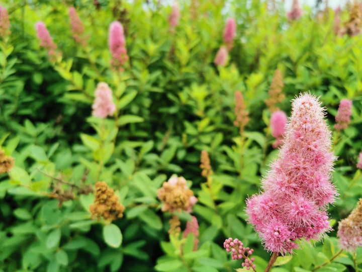#flowers #summer #green