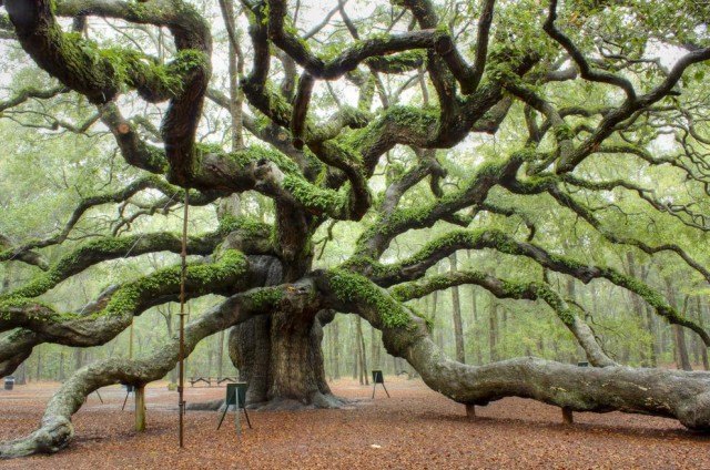 The angel oak