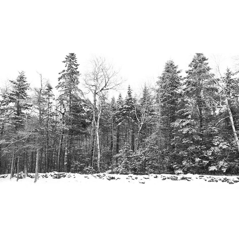 Snowy Country Morning
