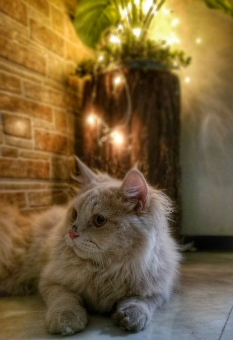 Bruno