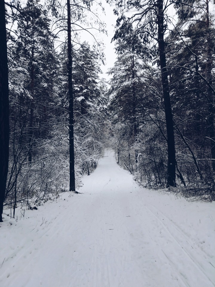 Лес