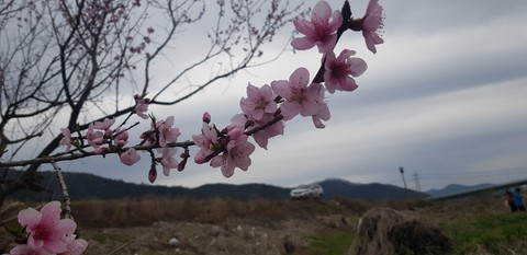 봄