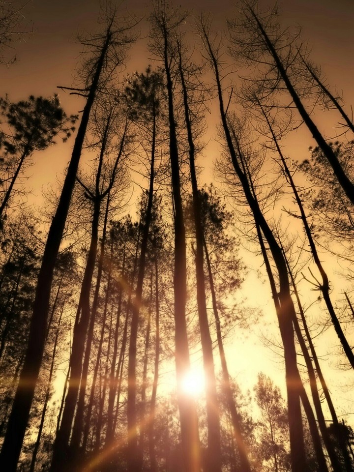 forest