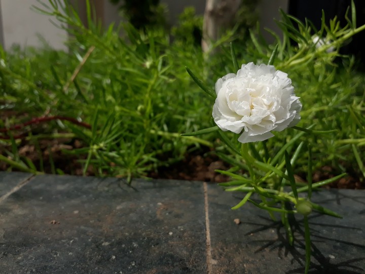 white love (peace)