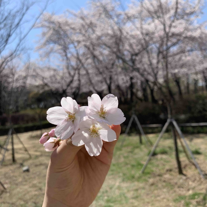 cherry blossom❤️