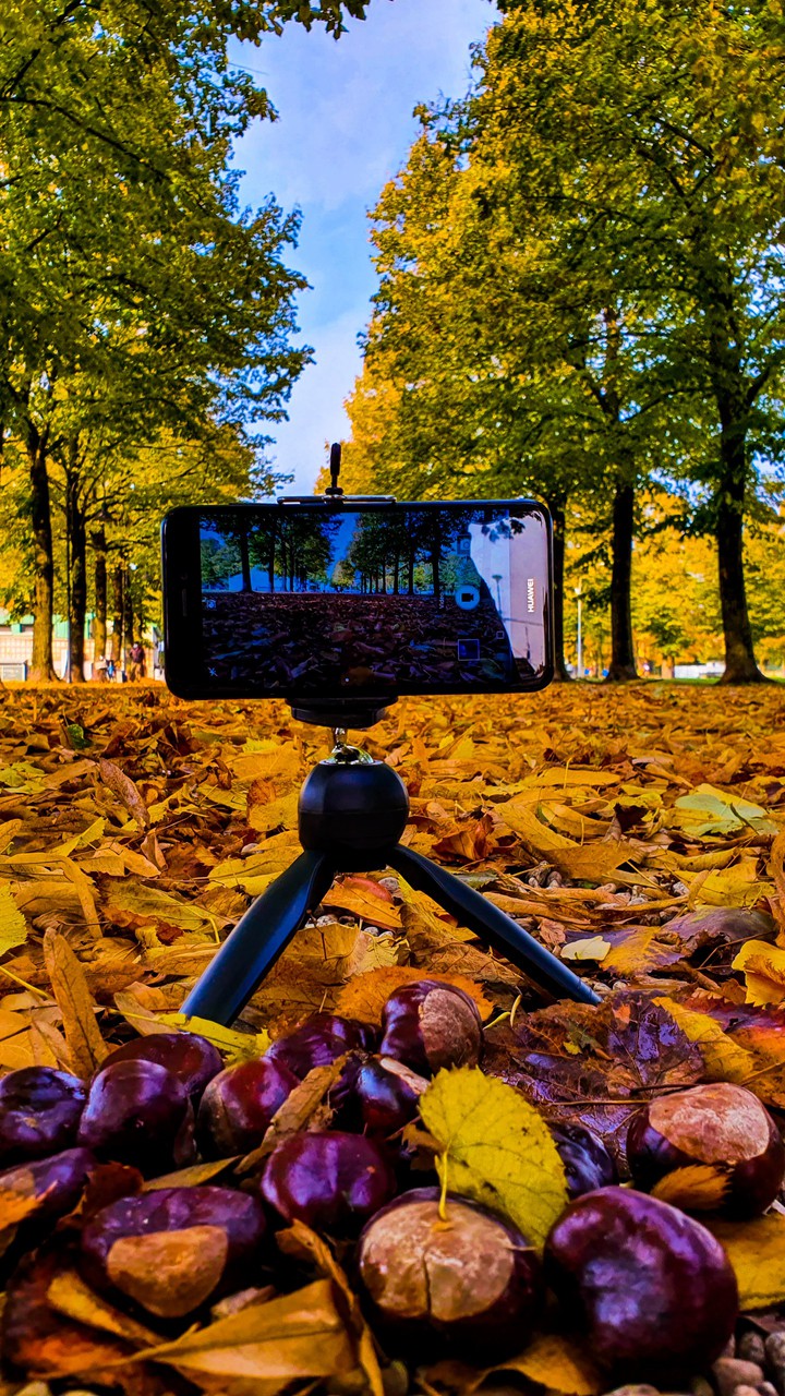 the fall season seen by the camera of a photographer
