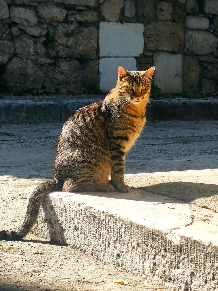Greek cat