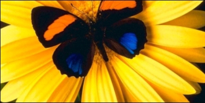 borboleta