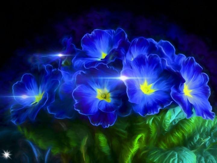 Viola