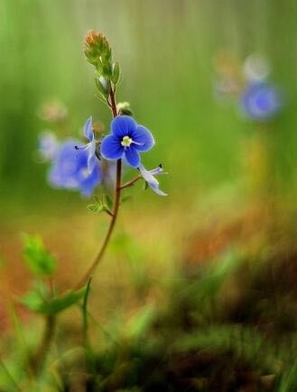 wildflowers