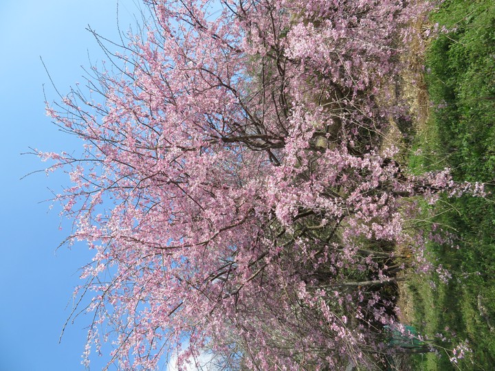 桜