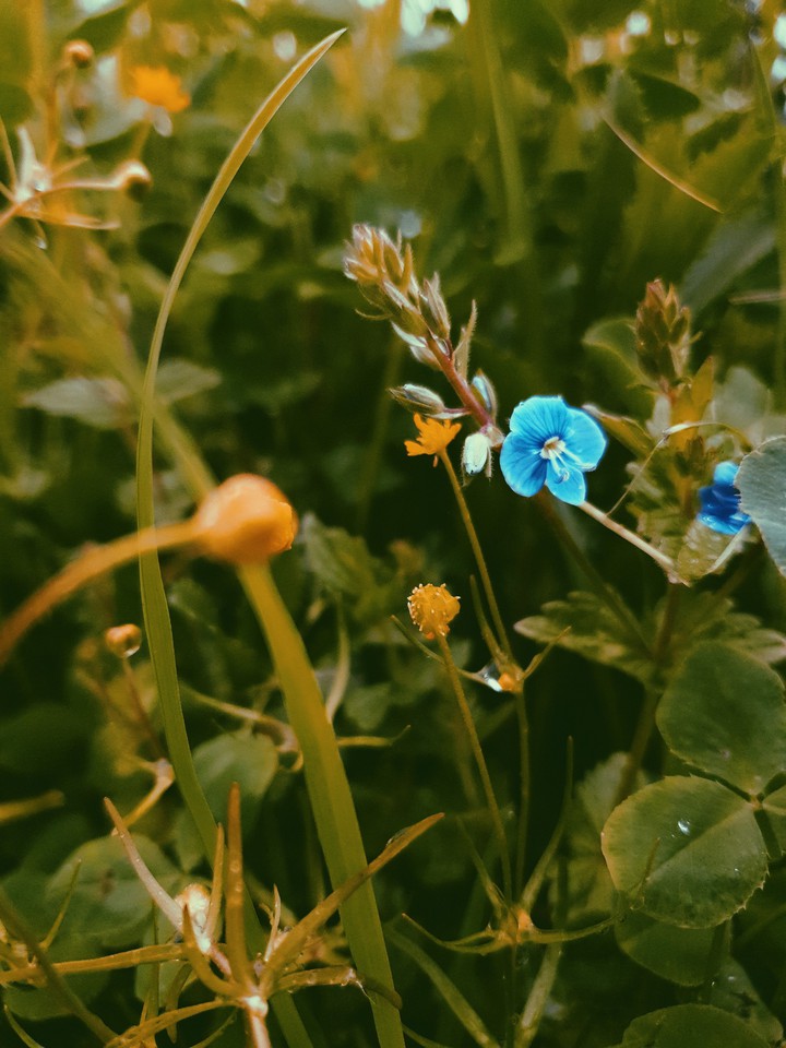 wild flowers