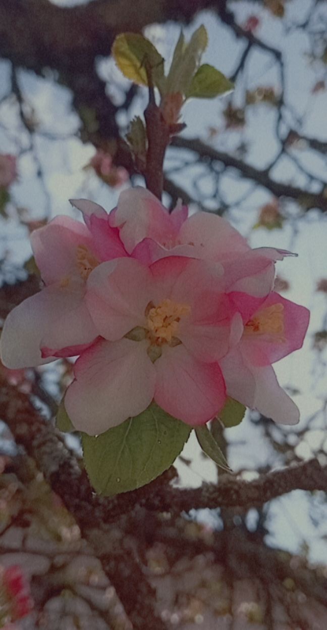fleur rose