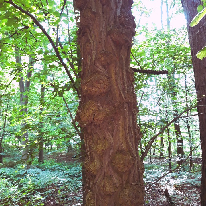 zierbaum