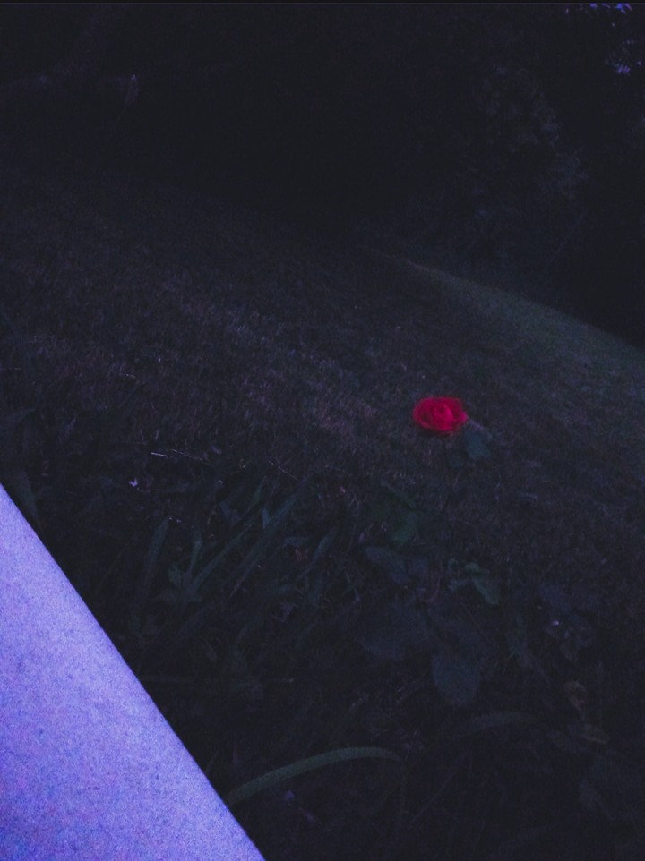 sad rose