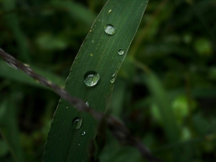 leaf wih rain drops