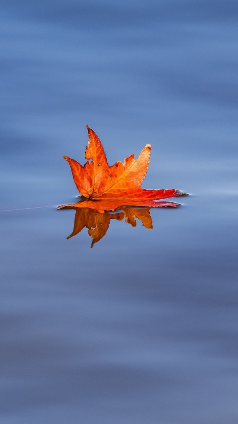 sfondi deciduous, twig