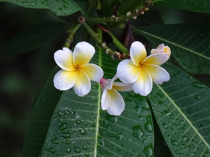frangipani
