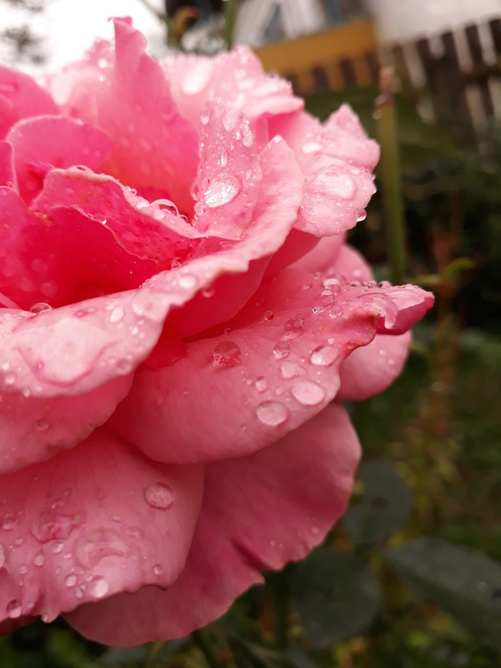Flowers of Ukraine