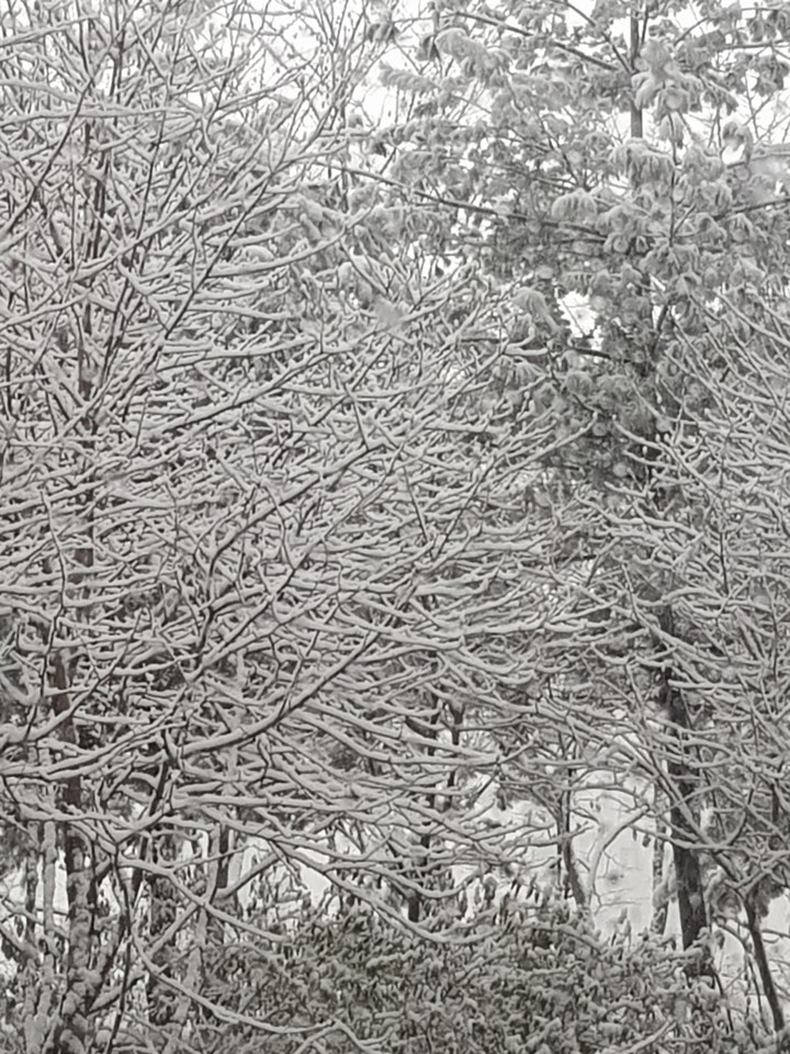 Frozen