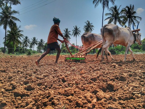 A farmer ploughing the land ith country plough
