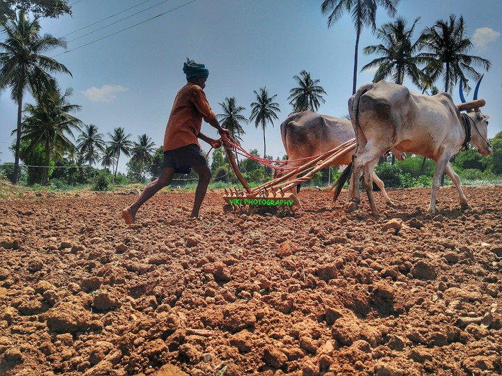 A farmer ploughing the land ith country plough