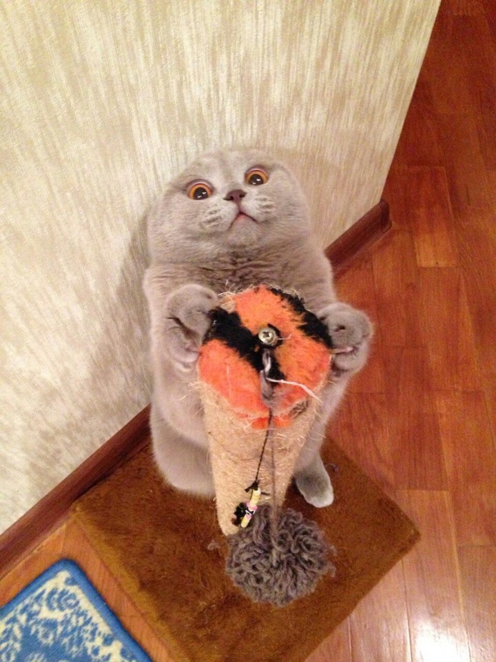 Котик