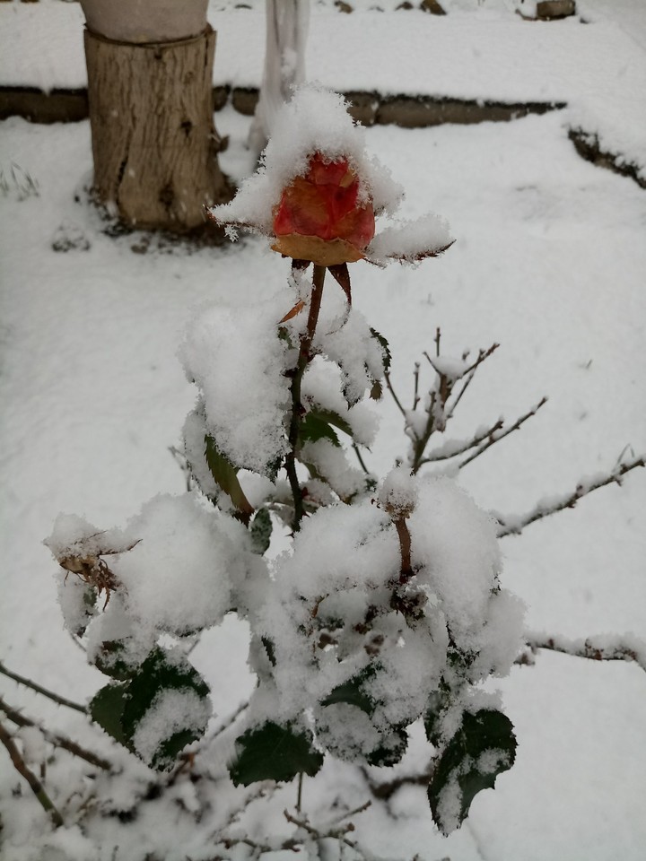 snow and flower