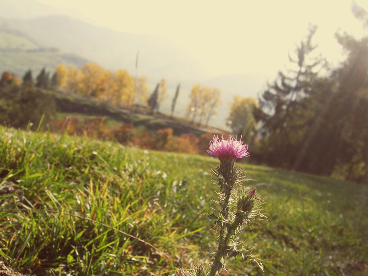 flower