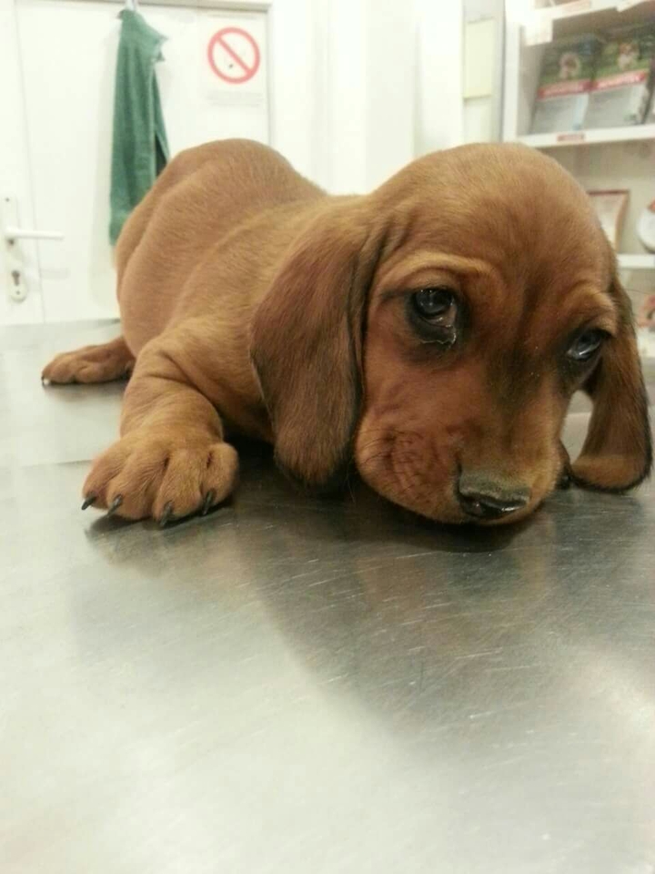 little dog