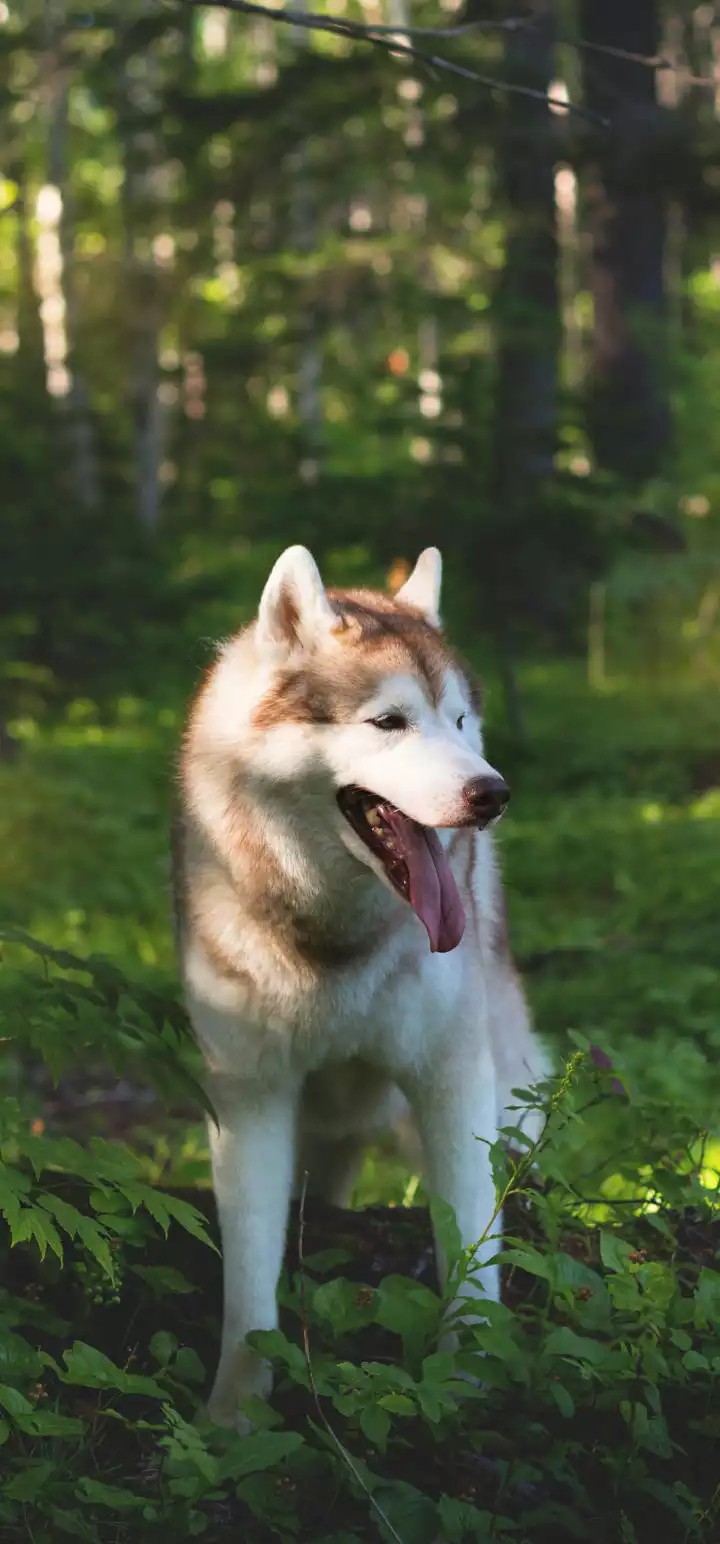 sybarian husky