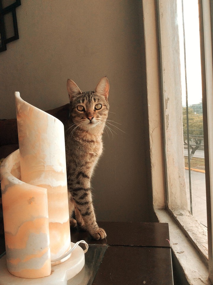 Cat And Window
