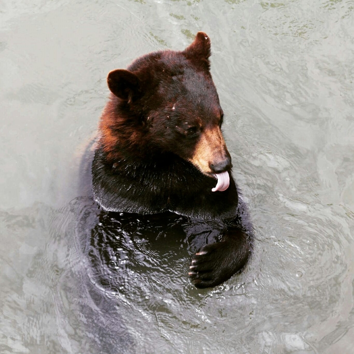 Bear