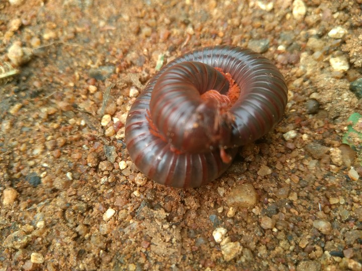 worm