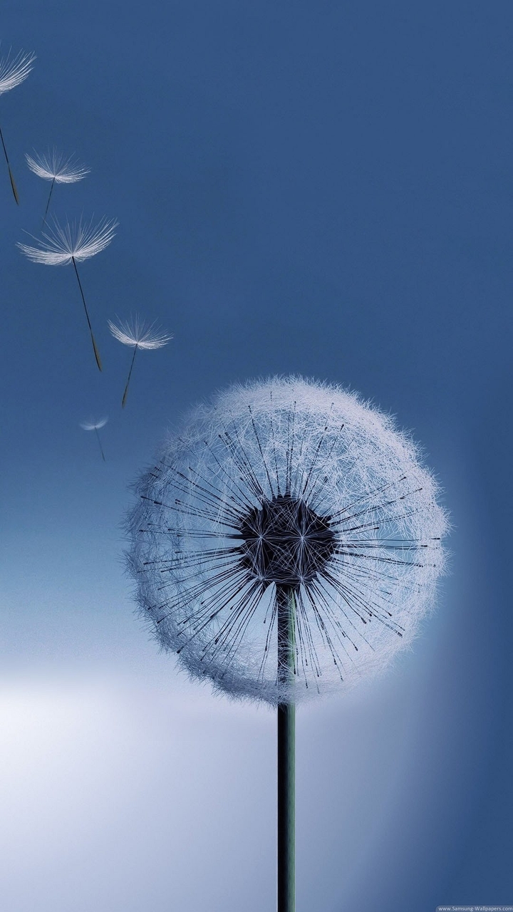 Spring Flower