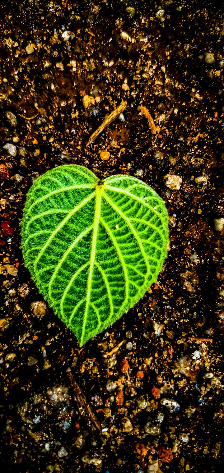 green heart