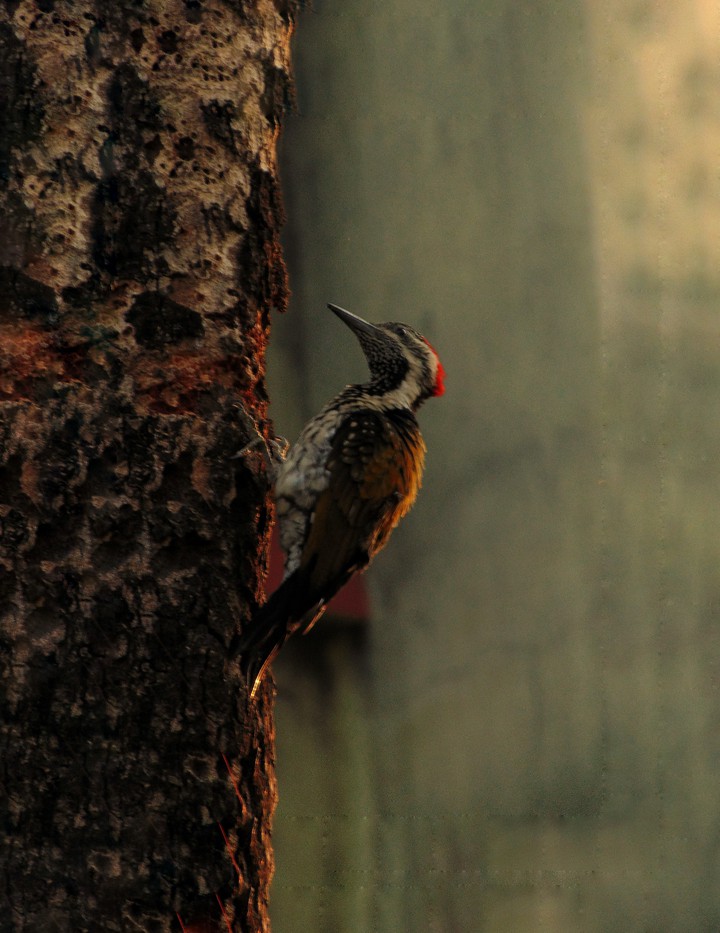 Woody Woodpecker