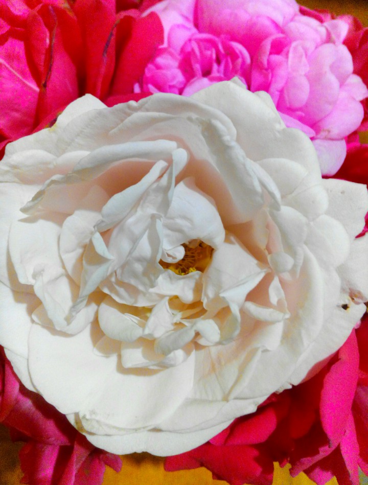 Roses