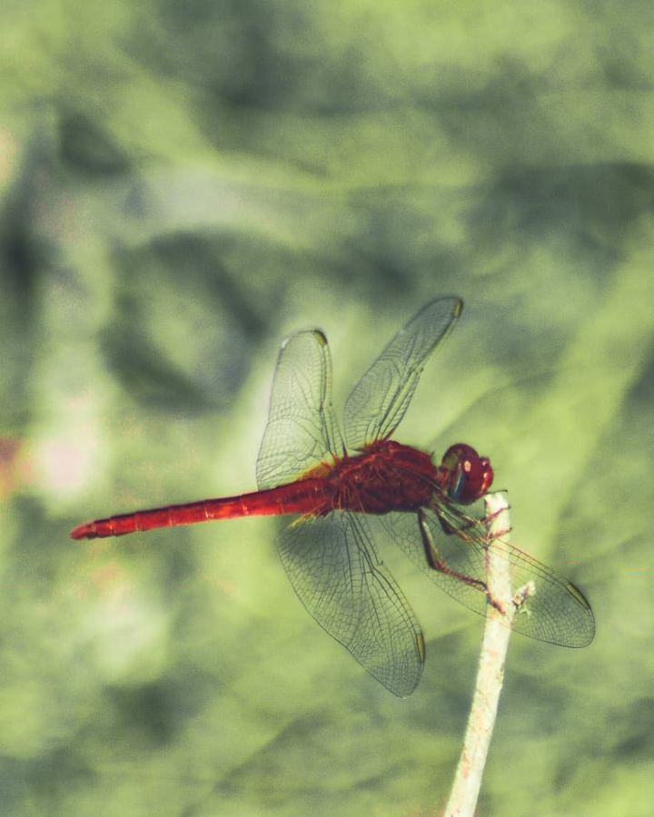 fly