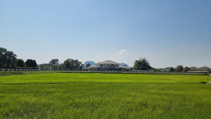 rice field