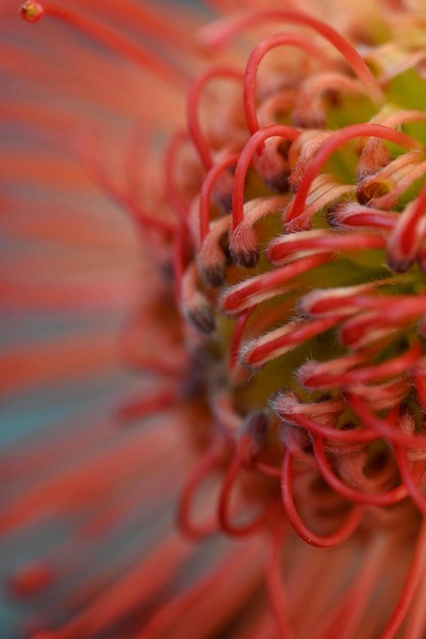 רקעים protea, flower