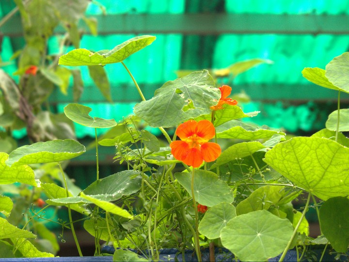 flowers