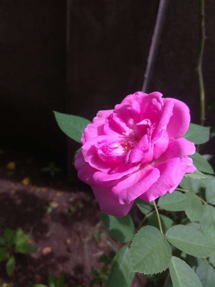 Pink rose