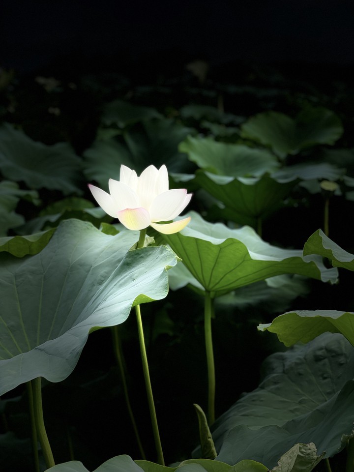 만개