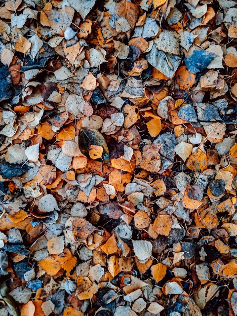 Falling leaves