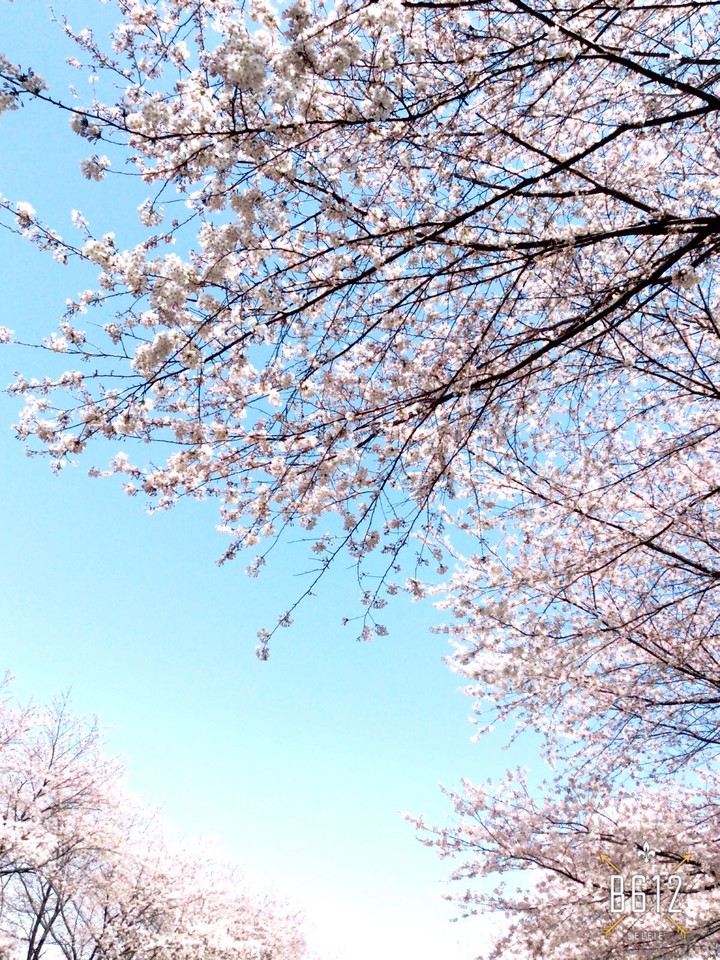 광덕산 벚꽃나무