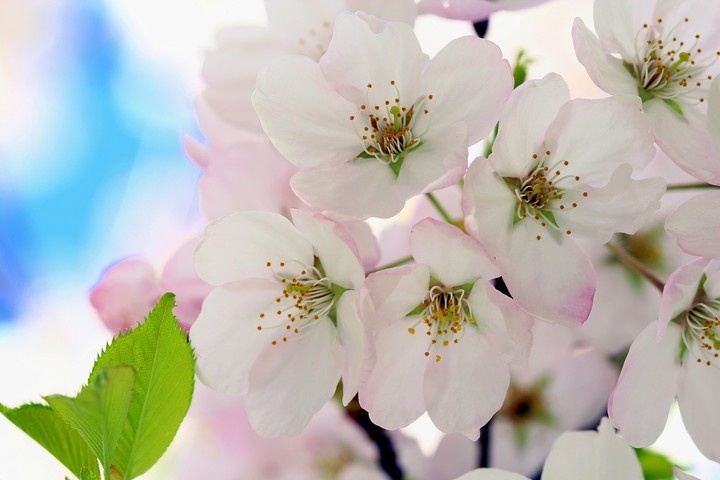 sakura