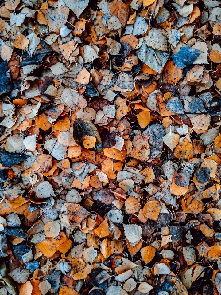 Falling leaves